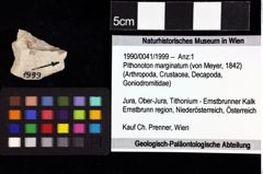 Foto (Objket + Etiketten) von Pithonoton marginatum (von Meyer, 1842) 